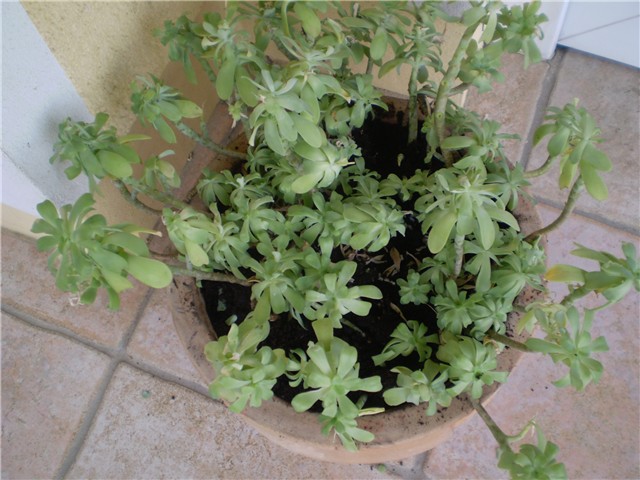 sedum palmeri